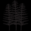 Daisies Cottesloe logo