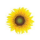 Cooper Riis logo