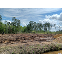 Burl Land Clearing LLC logo