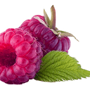 The Fruit Pantry logo