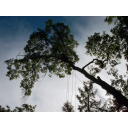 Lewis Tree Services logo