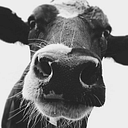 Aurora Organic Dairy logo